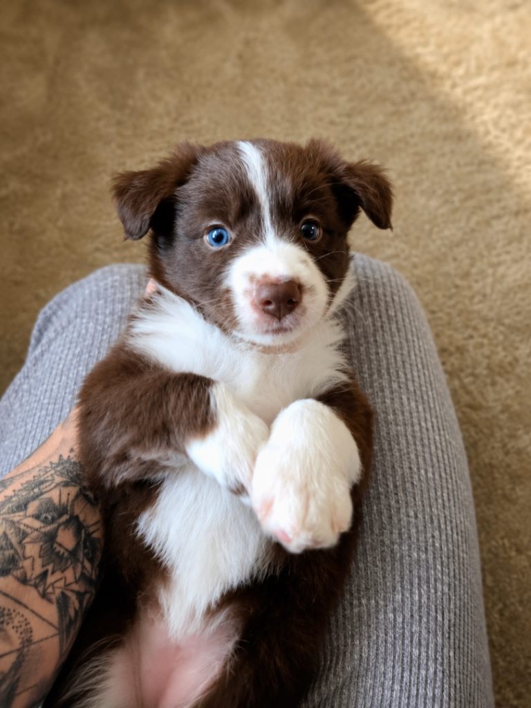 BORDER COLLIE PUPPIES – BEAUTIFUL LITTER OF 9