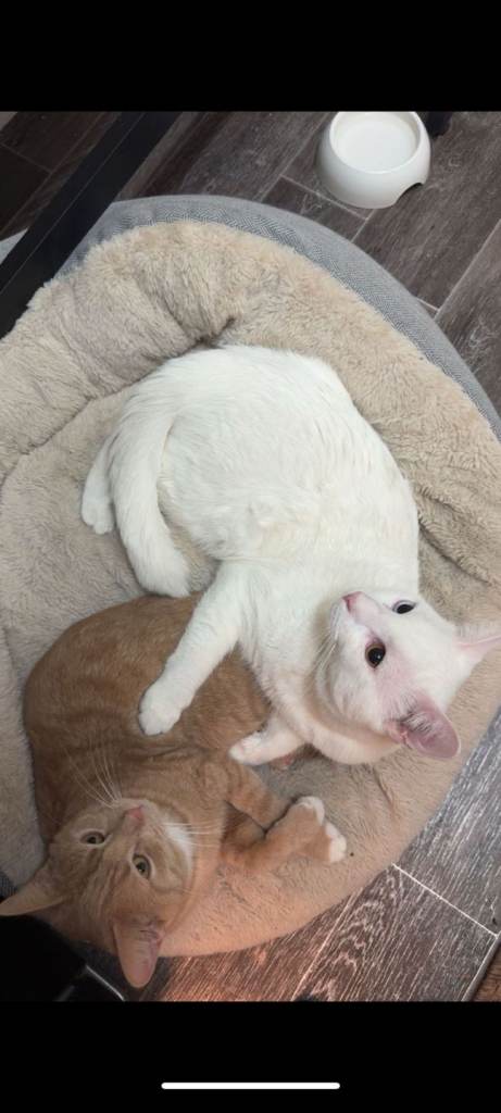 Mixed Breed Turkish Angora 