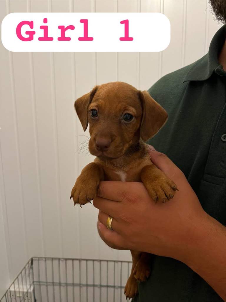 Cocker-spaniel mixed puppies 