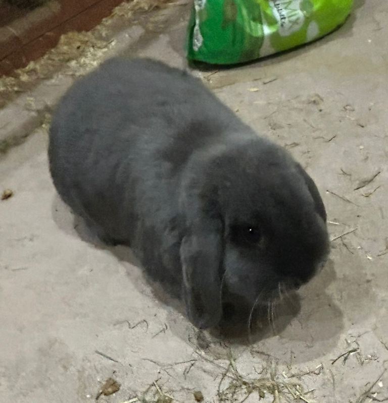 image for Two Lop-eared rabbits