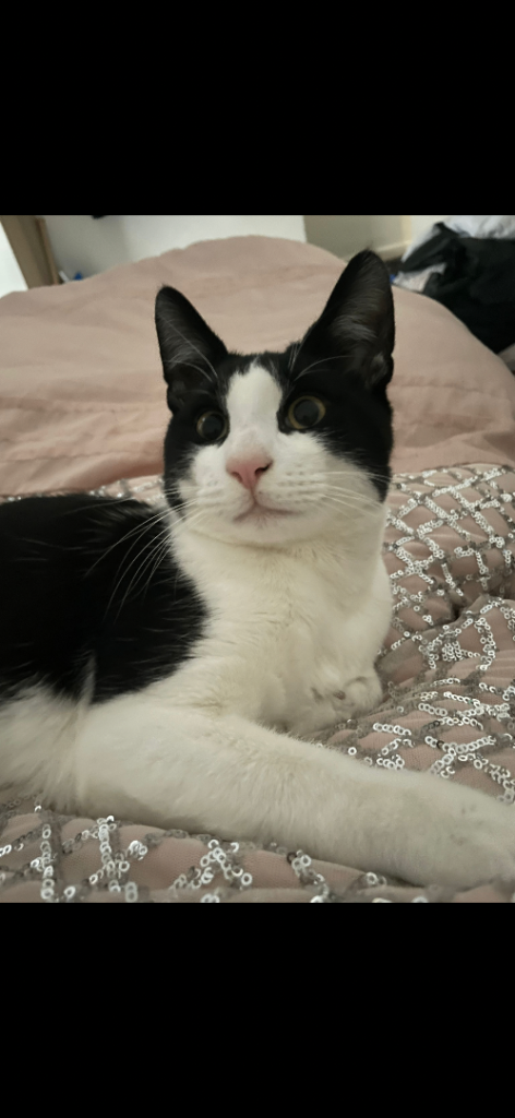 Cat for sale 2 years old