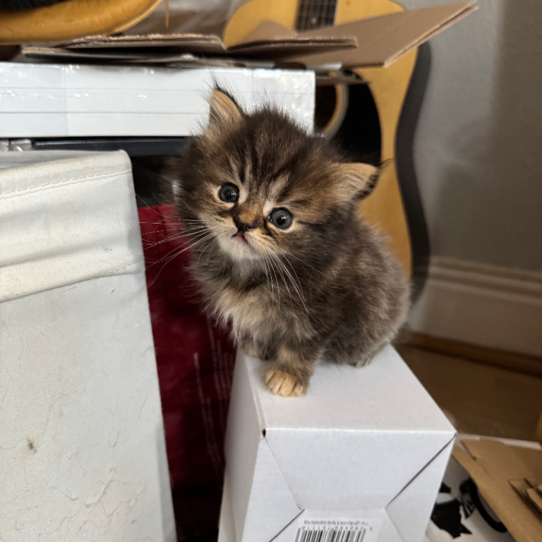 3 Cute Persian Kittens available Ready To Leave!