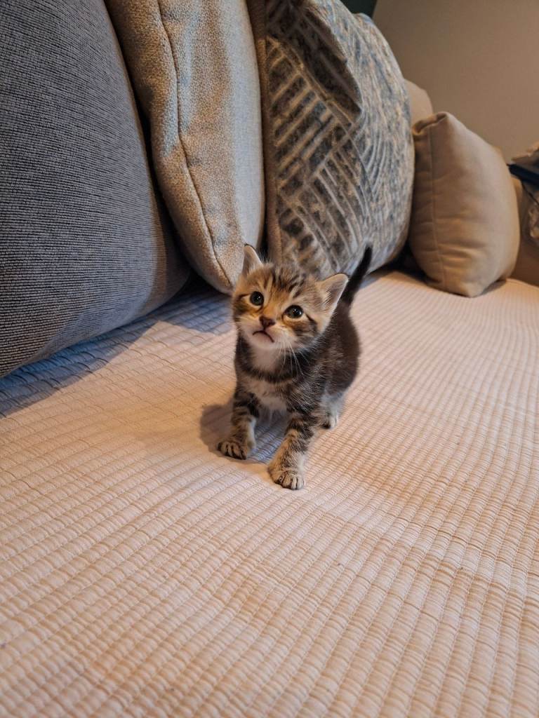 Beautiful boy kittens 