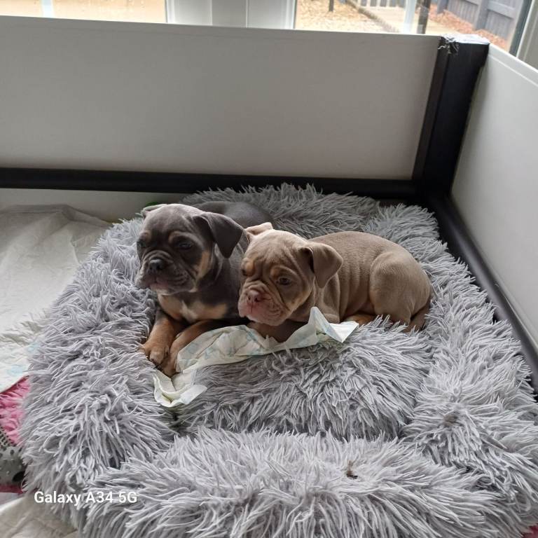 English bulldog puppies puppies for sale