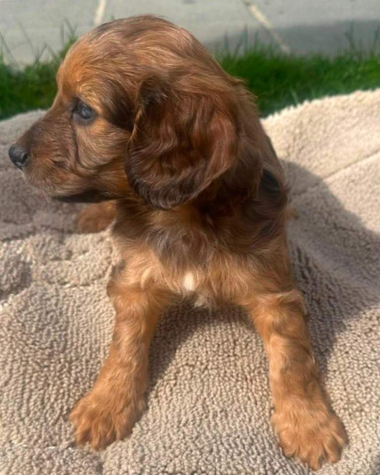 Cockapoo
