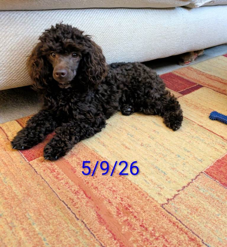 Toy poodle chocolate boy not KC reg