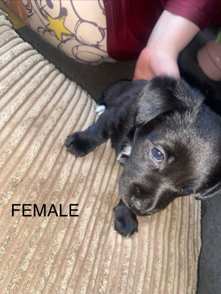 Jack Russell pups 