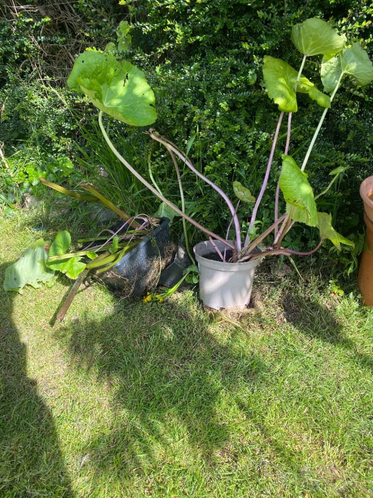 Free large pond plants
