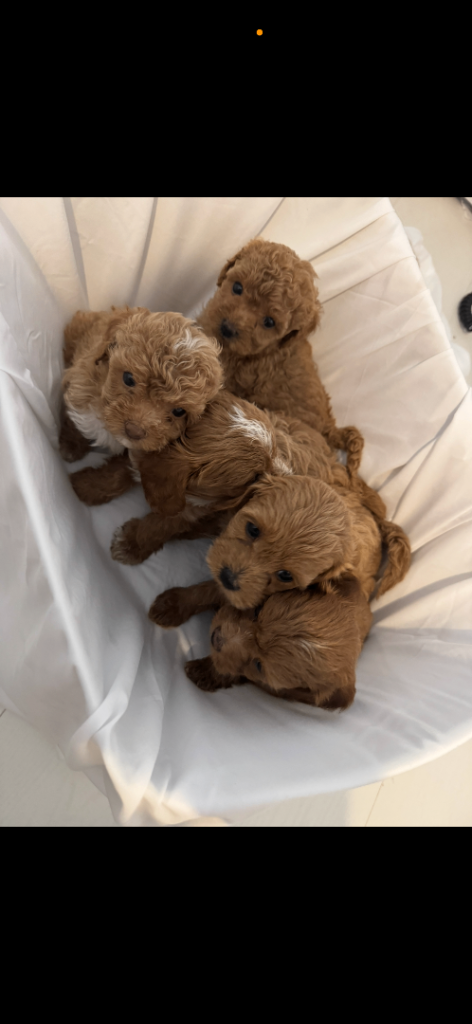 Asian toy poodle x toy cavapoo puppies