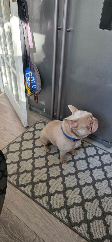 Lilac French bulldog