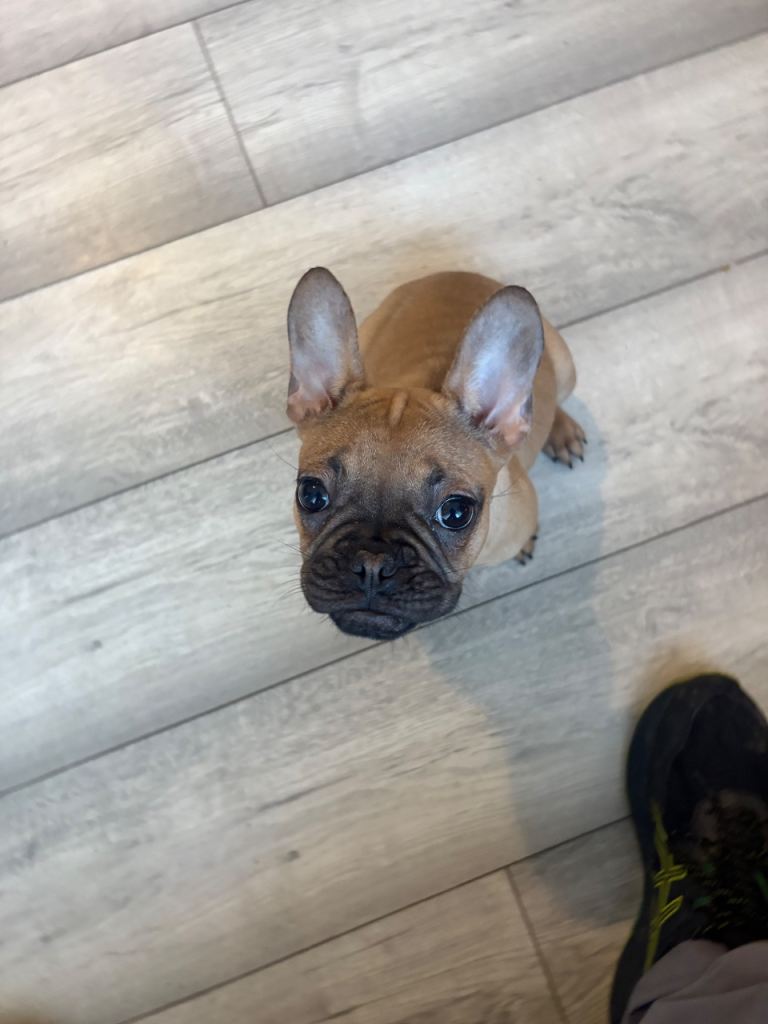 french bulldog puppy 