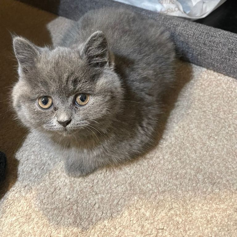 British Shorthair Kitten