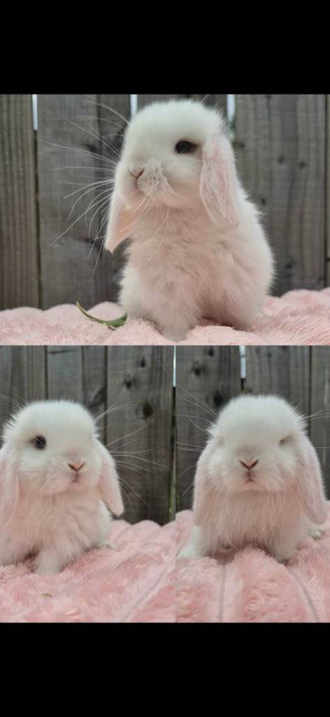 Mini lop boy ready now 