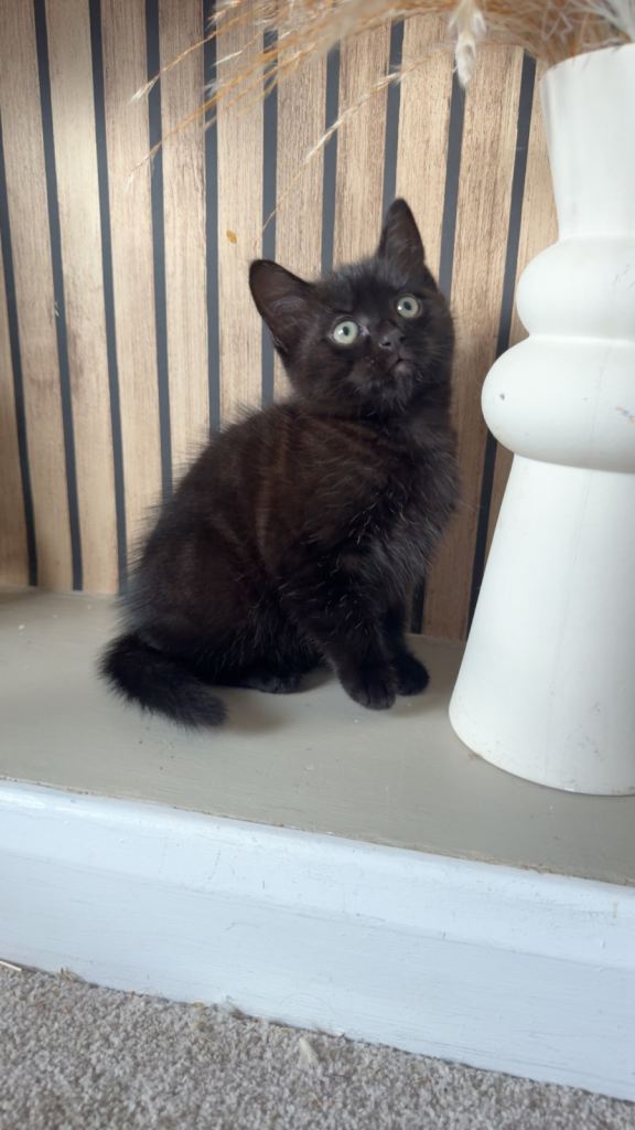 Siamese x kitten 