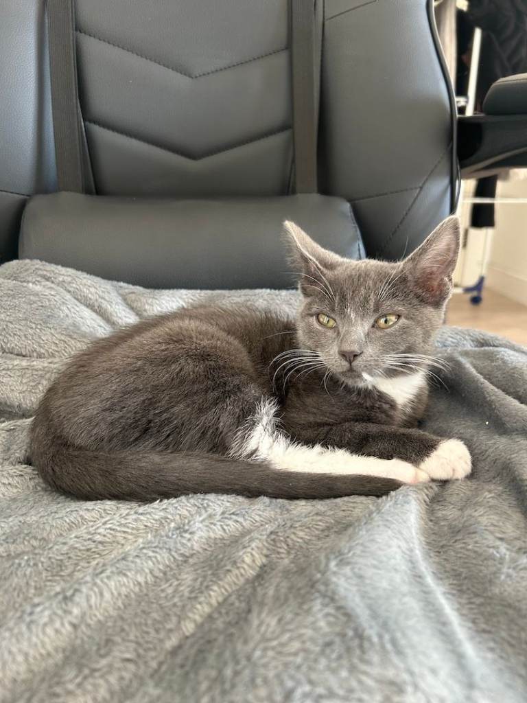4month old Russian Blue x Bengal kitten needs a new home