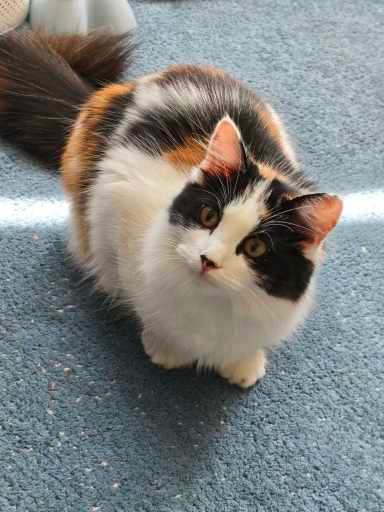 Beautiful female Calico kitten for sale
