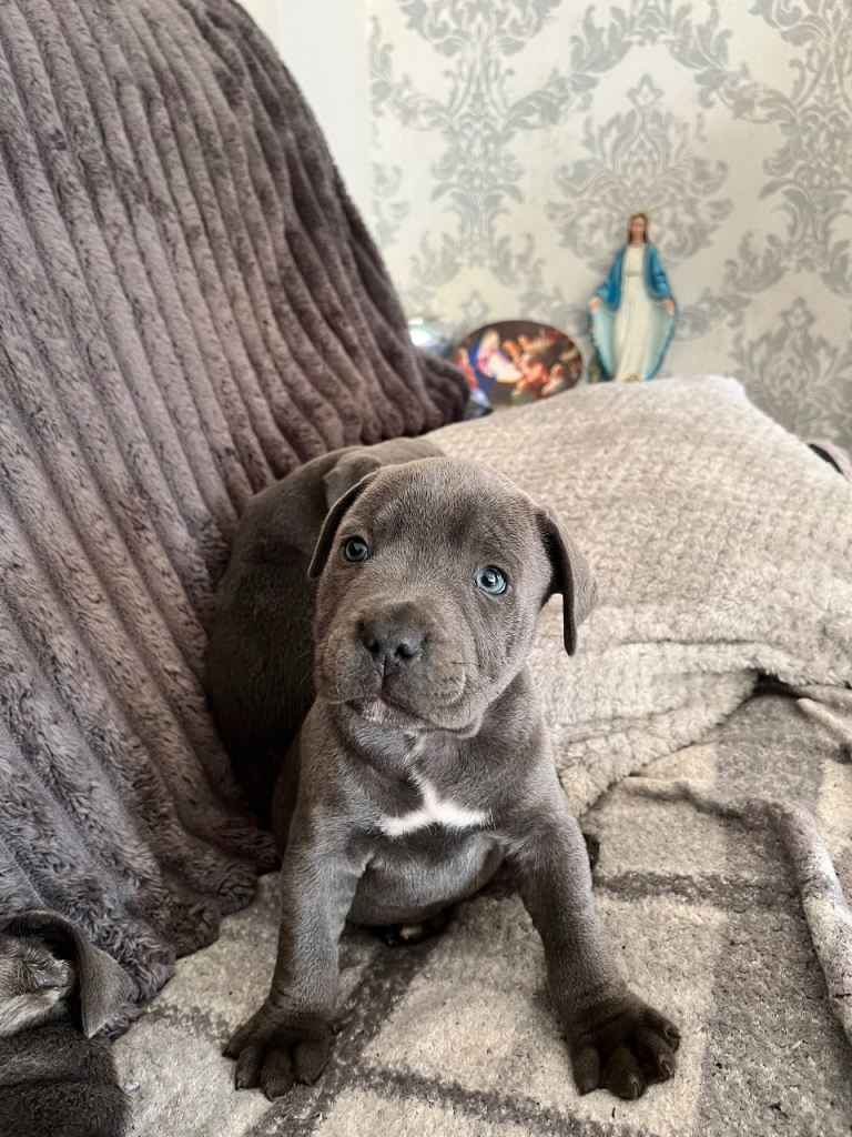 KC registered Blue Staffordshire bull terrier puppies 