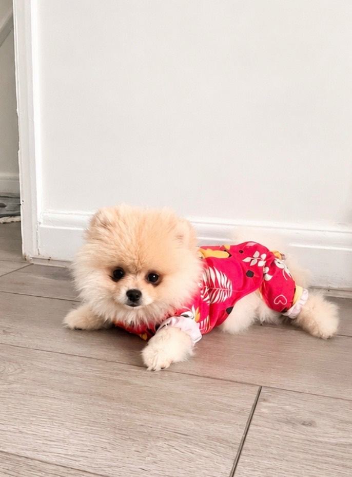 Beautiful Female Pomeranian Teddy Bear Face Puppy – White & Cream