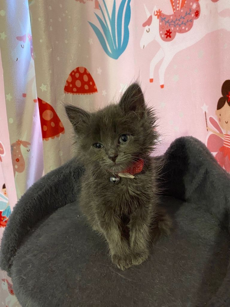 ragdoll cross maine coon kitten