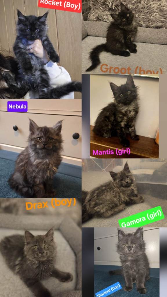 8 GCCF Maine Coon Kittens - Black smoke & Grey smoke