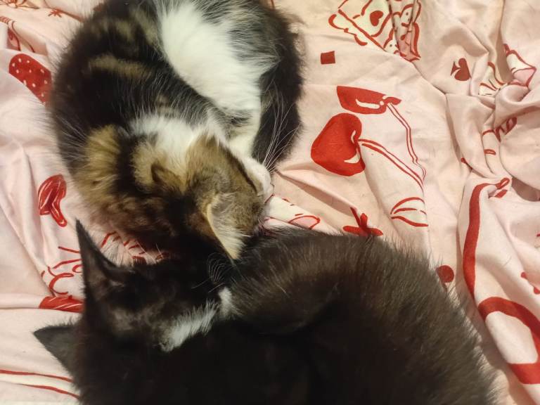  2 boys left Tuxedo/ bengal kittens 