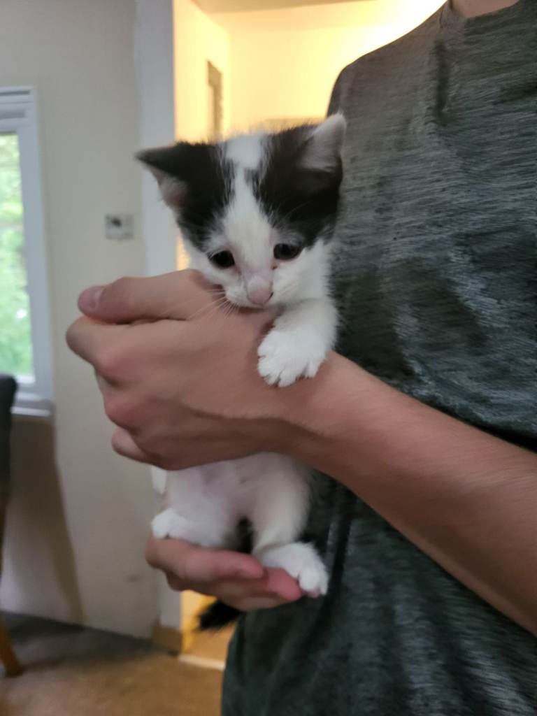 Playfull kittens for sale