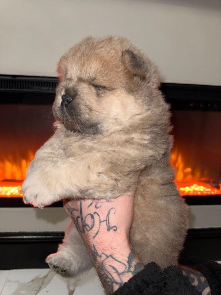 🧬Chow chow puppies 🧬