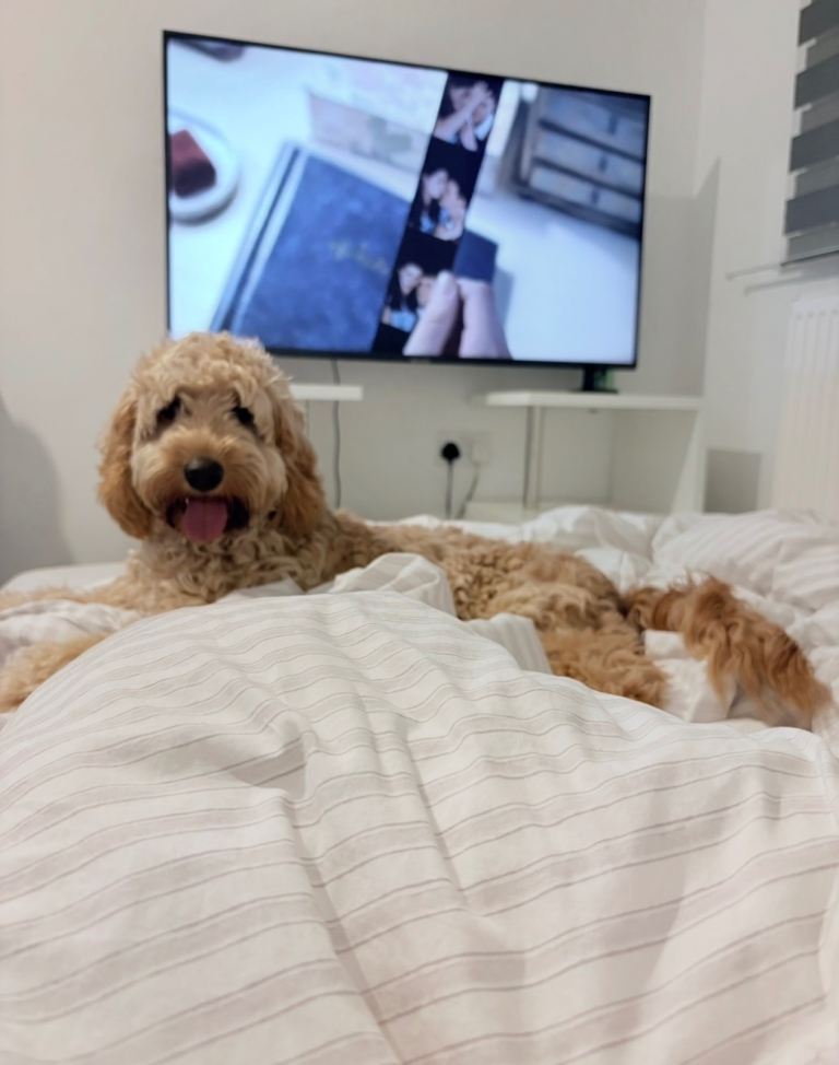 CAVAPOO 