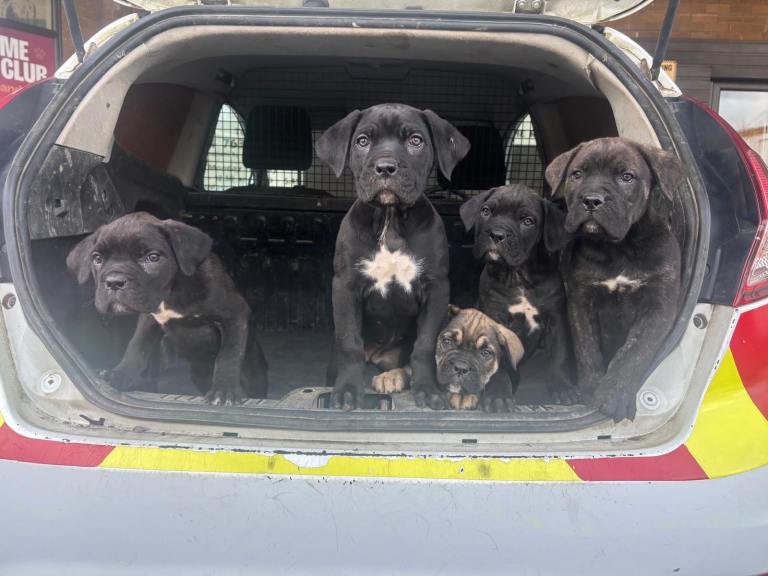 Cane corso pups for sale 