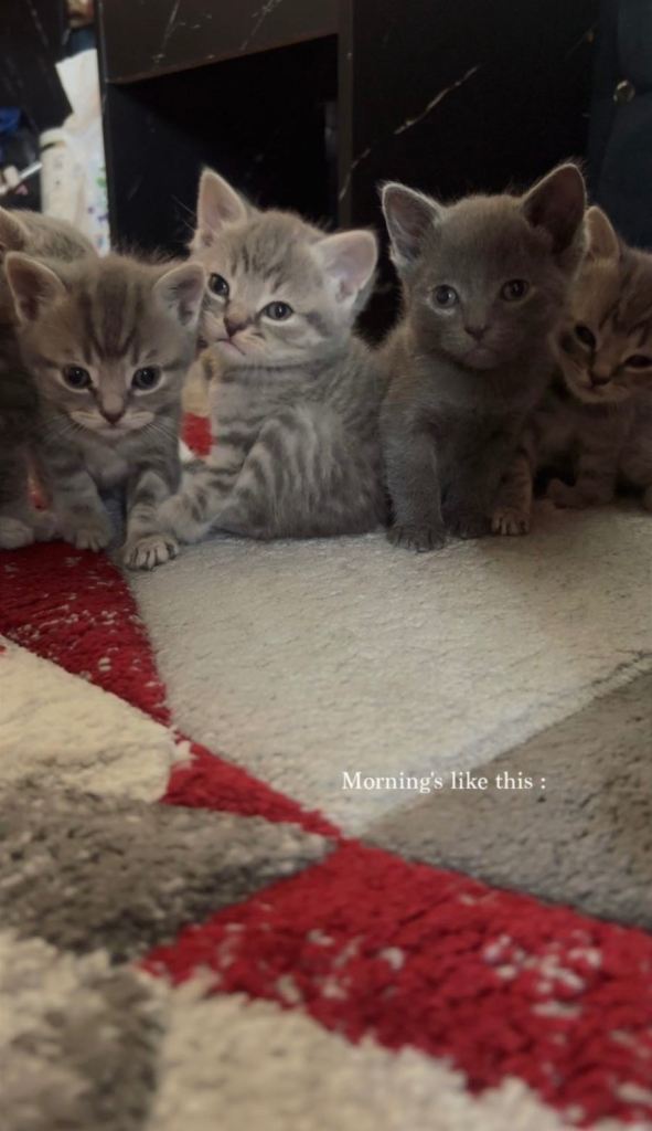 Cute kittens