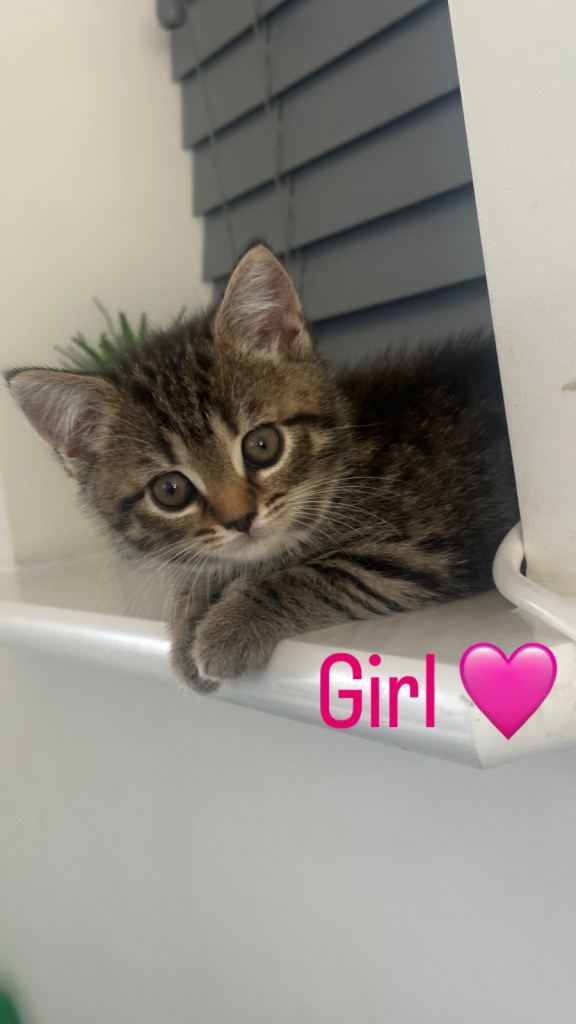 British Shorthair mixed kittens 