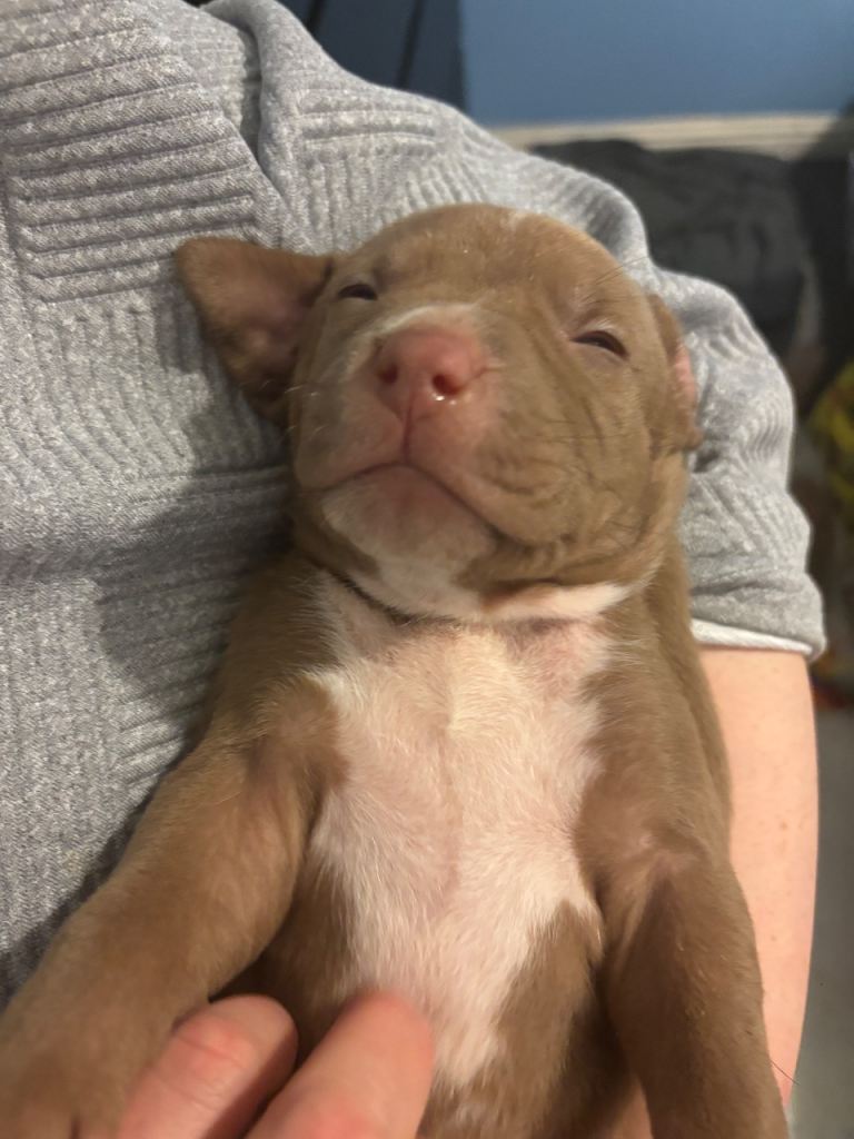 3 female staffy pups left
