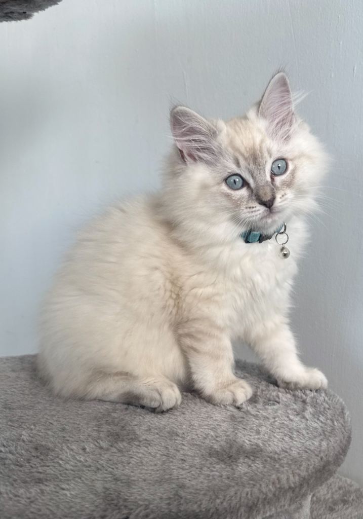 Ragdoll kitten - Blue Lynx Point Ragdoll 