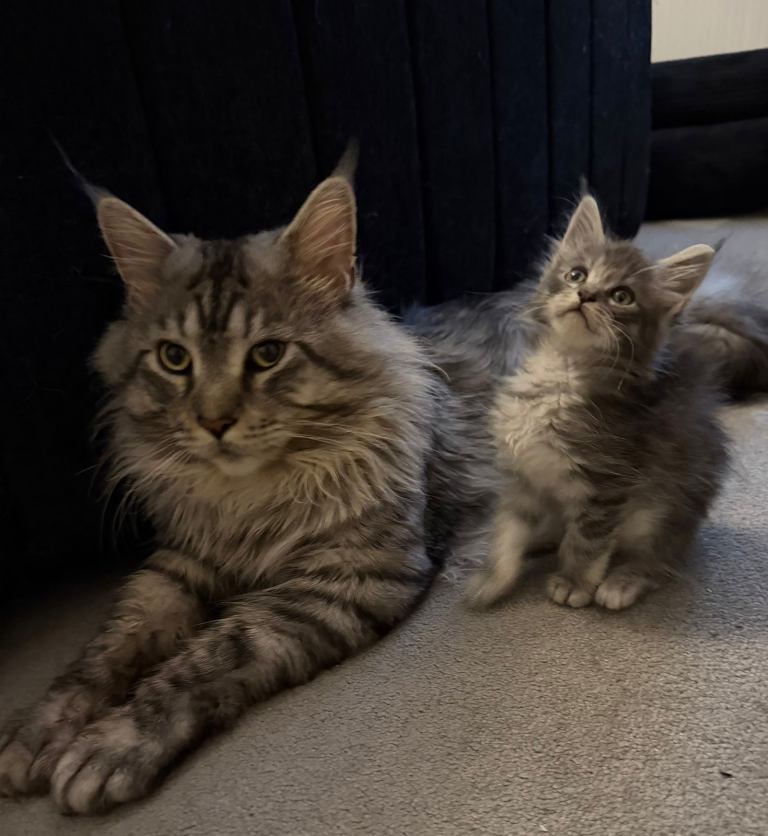 🐾 Stunning Pedigree Maine Coon Kittens – Ready for Loving Homes 🐾