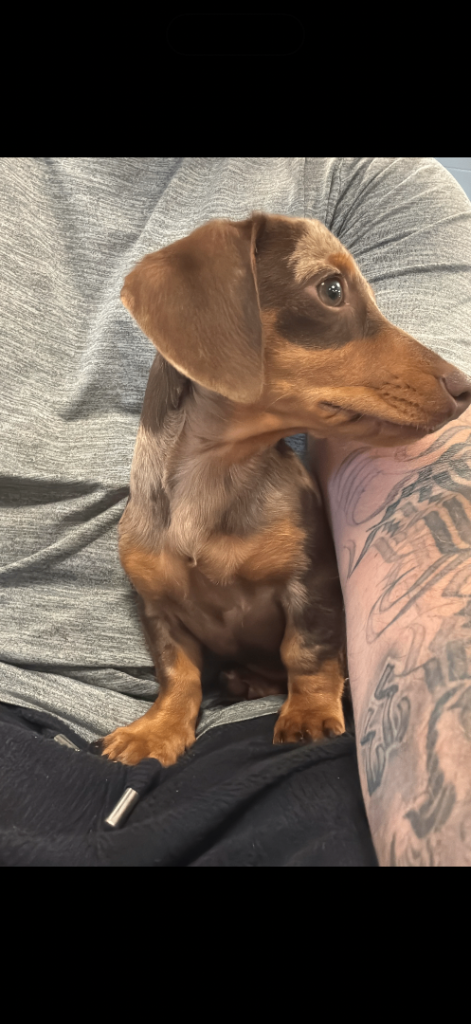 11 month old Miniature Daschund Puppy