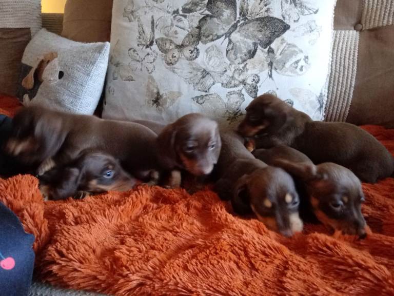 7 beautiful chocolate dachshund puppies ready to find their forever families ❤️