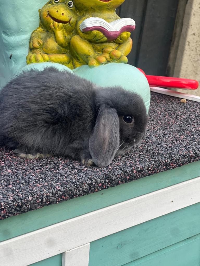 Bunnies mini lop 
