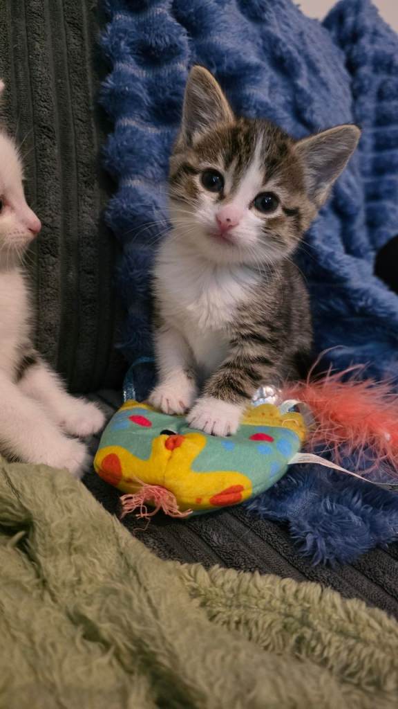 Stunning Female Kitten