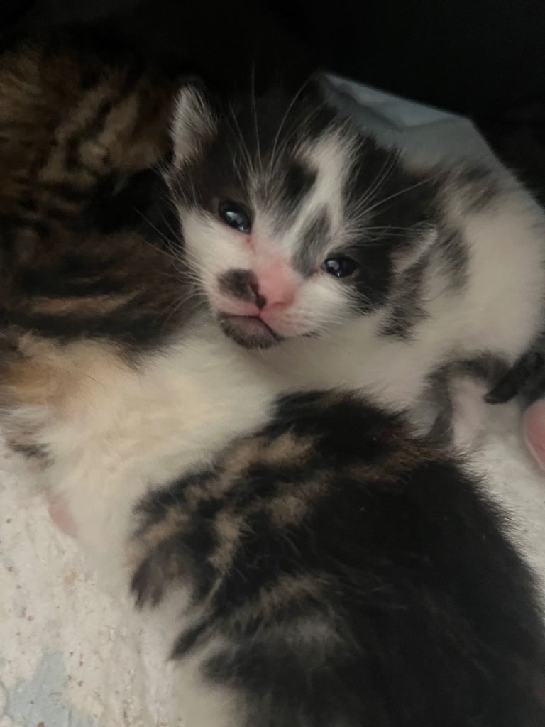 lovely 2 month baby boy looking for a new home