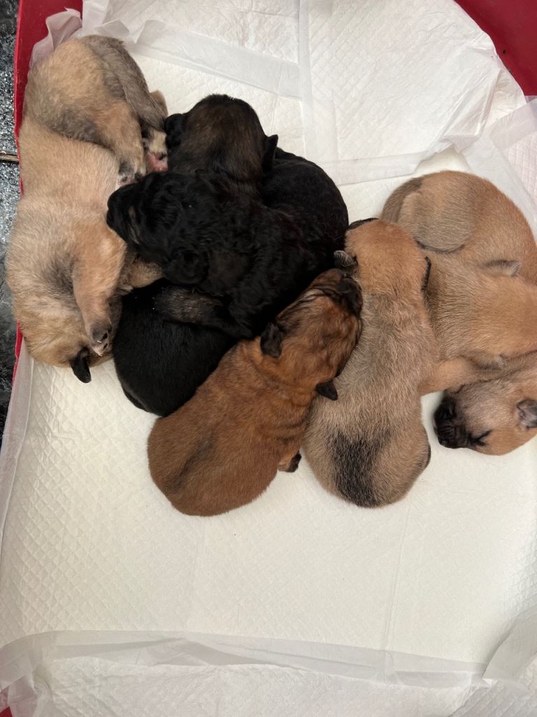 7 beautiful Malkita x puppies with unique colours