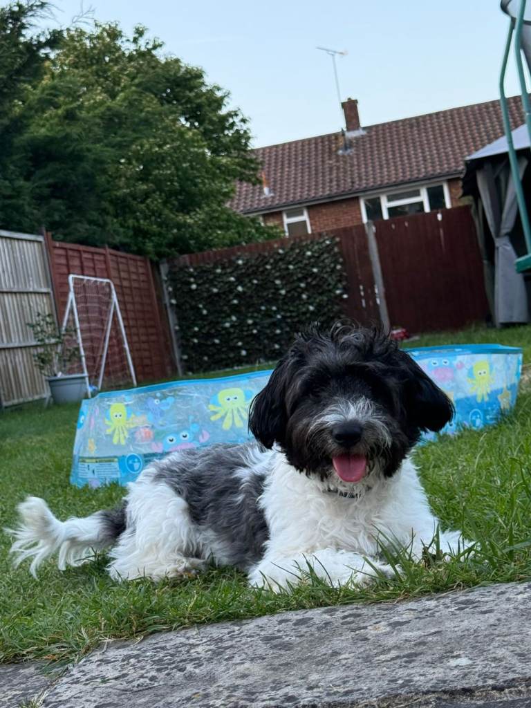Mixed breed