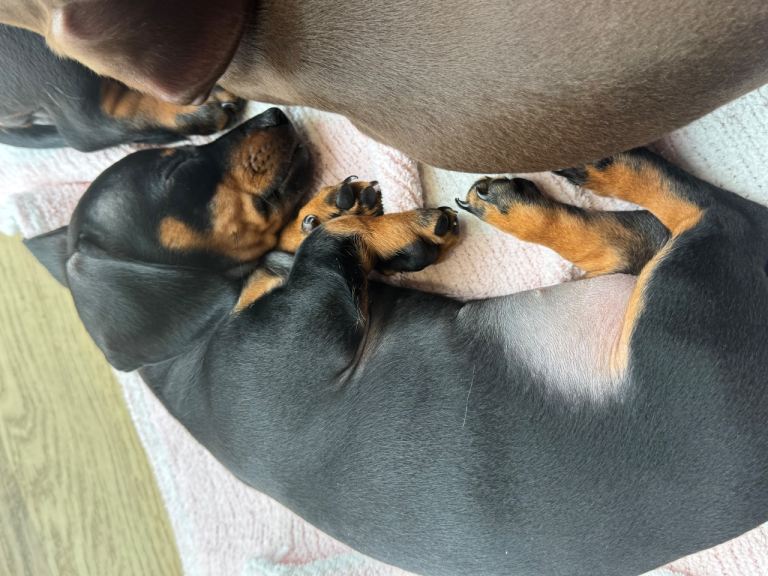 Miniature Dachshund puppies 