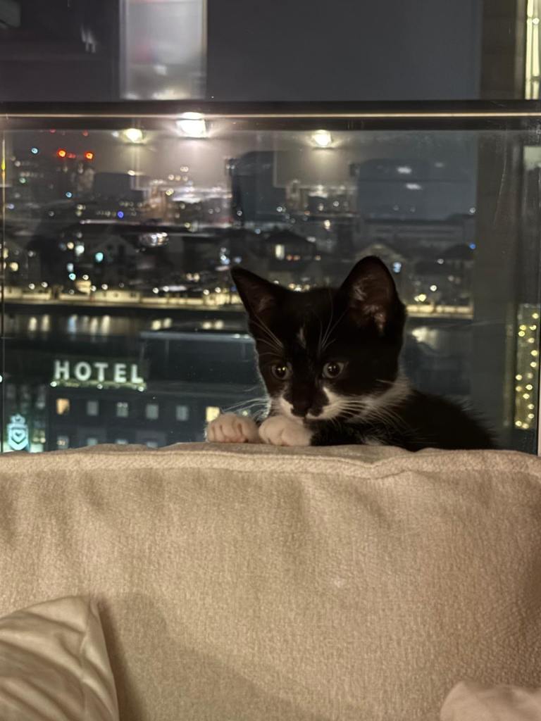 Siamese shorthair kitten, 9 weeks old, flea treated (includes weeks of food and carrier) 