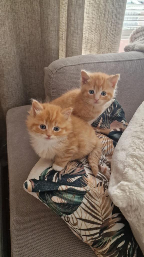 Beautiful kittens 