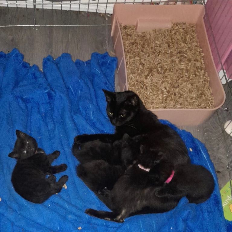 5 Beautiful Kittens for Sale