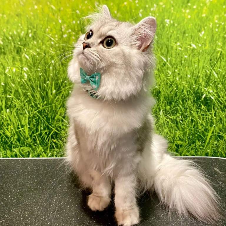 Beautiful Long-Haired Female Persian Chincilla Cat Looking for a Loving Home 🐾