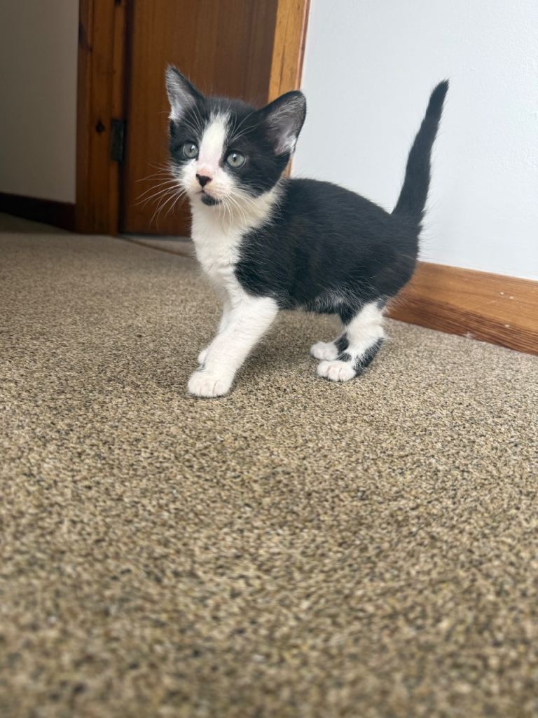 Kittens