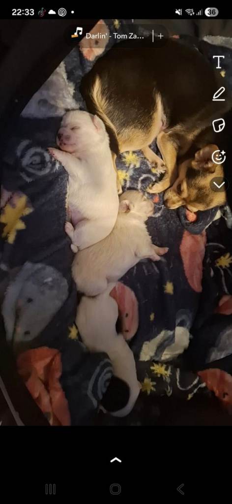 2 puppies needing homes 🏡 ❤️ 