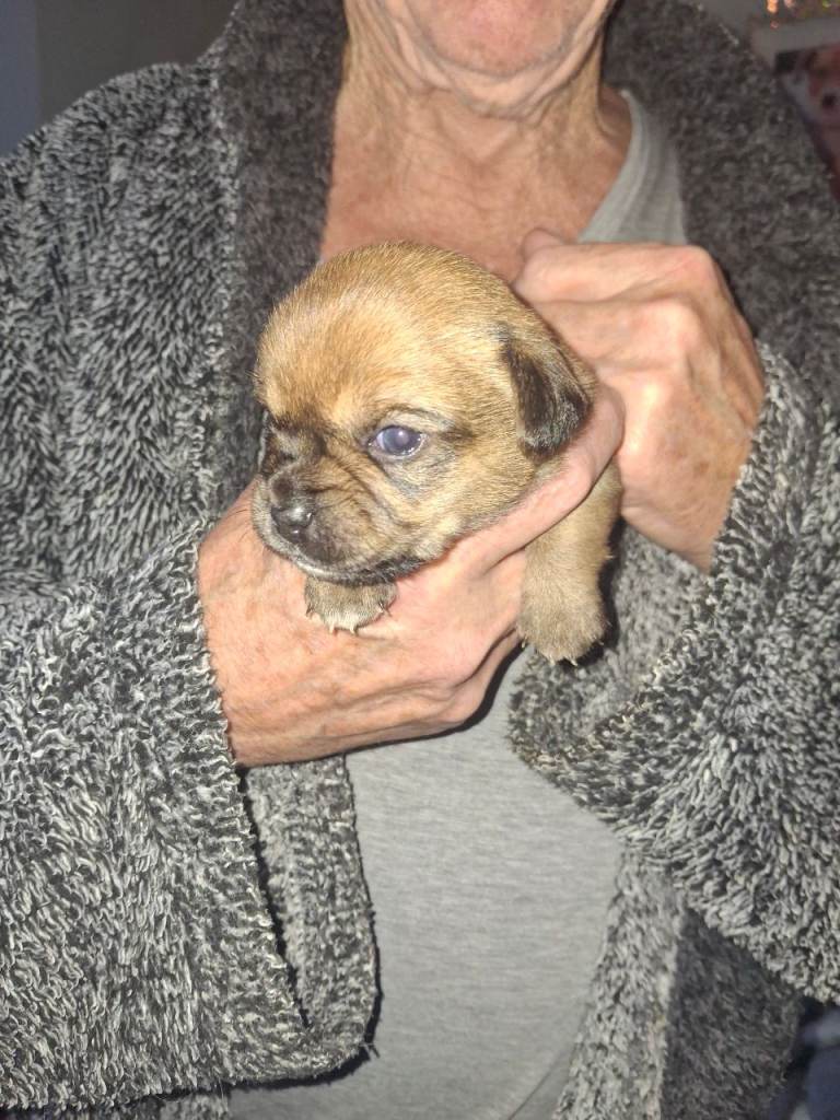 Chug cross jack Russell pup