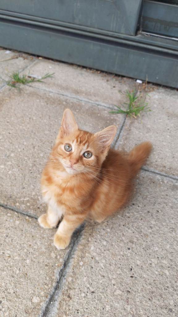 Fluffy Ginger girl - Gorgeous eyes